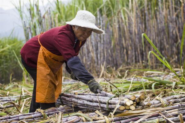 12月21日,村民在地里把砍好的甘蔗打包.