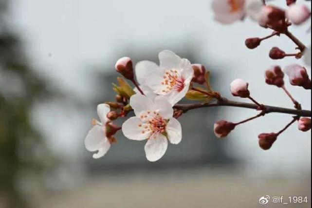 盲艺人"听见"平遥城……|桃花红杏花白|又见平遥|路丽华|左权|向天而