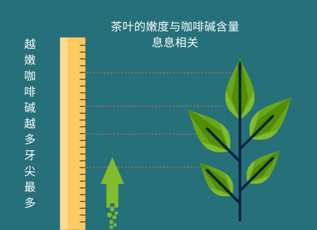 尤其是咖啡碱,咖啡碱是一种黄嘌呤生物碱化合物,是一种中枢神经兴奋剂
