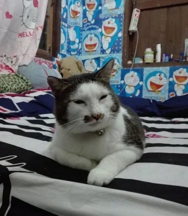 "别看我发型飘逸,追我的猫咪已经排队到巴黎了.