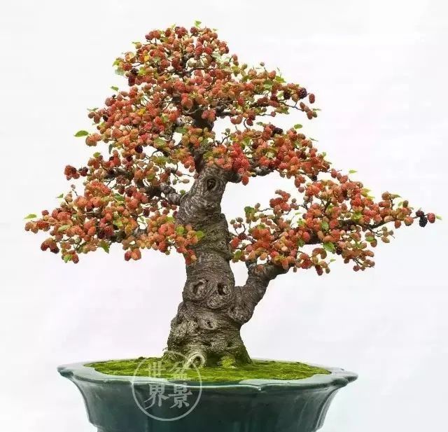 桑树不一样的美