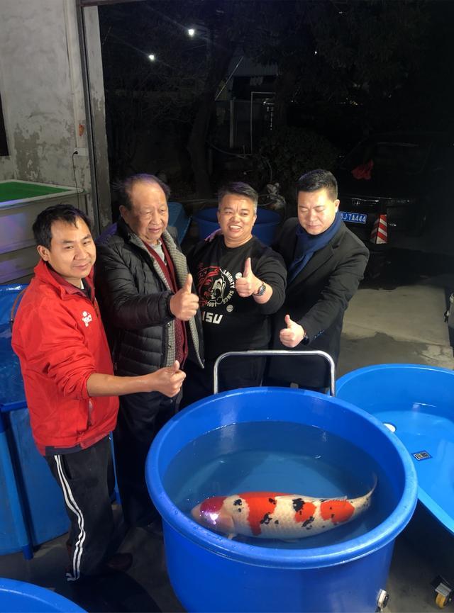 此次拍出98万的锦鲤,是一尾体长90厘米的大正三色锦鲤,鱼龄6年,购买者