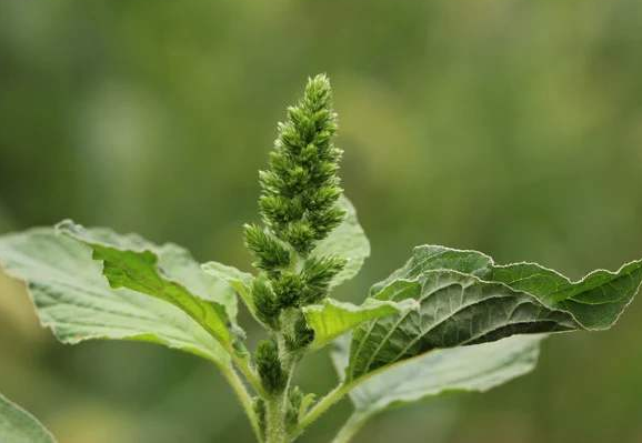 籽粒苋的种植技术就为大家介绍到这里了,欢迎阅读.