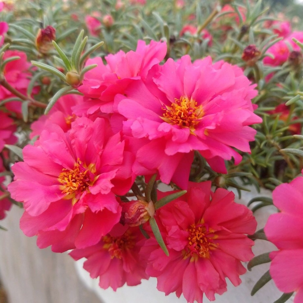 "重瓣太阳花"过冬,用一"方法",来年又开花,五颜六色_腾讯新闻