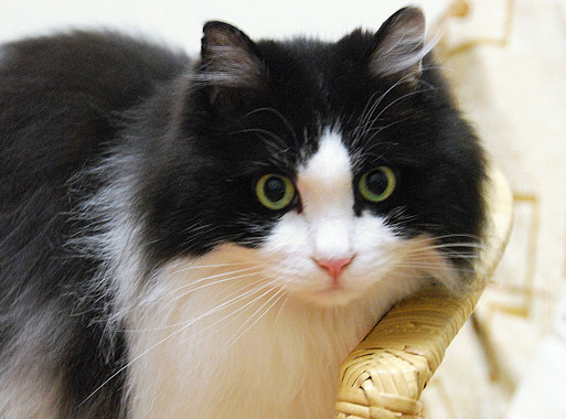 出差把猫交给男朋友照顾 再回来时想发火 太过分了吧 腾讯新闻