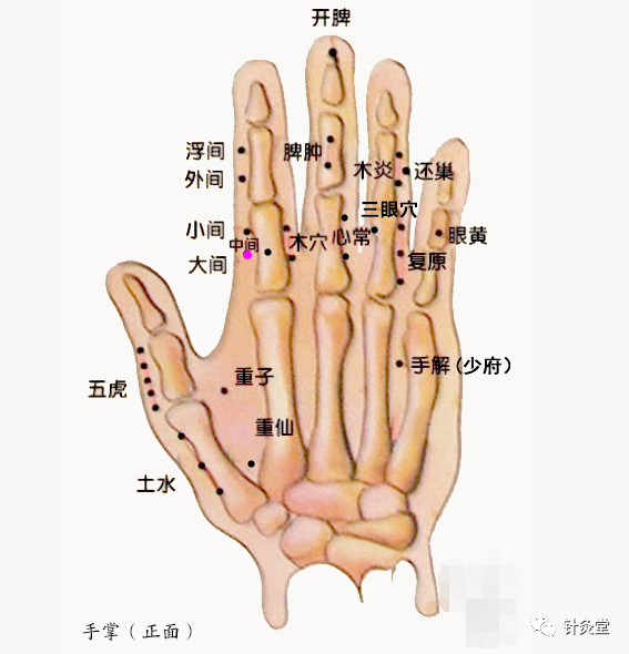 董氏奇穴中間穴穴位講解