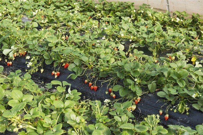 北京顺义李遂客来香草莓园,草莓香甜可口品种丰富,味道棒!