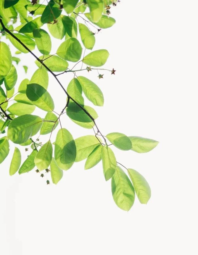 一花一世界 一叶一菩提 13招用叶子拍出自然之美 叶子