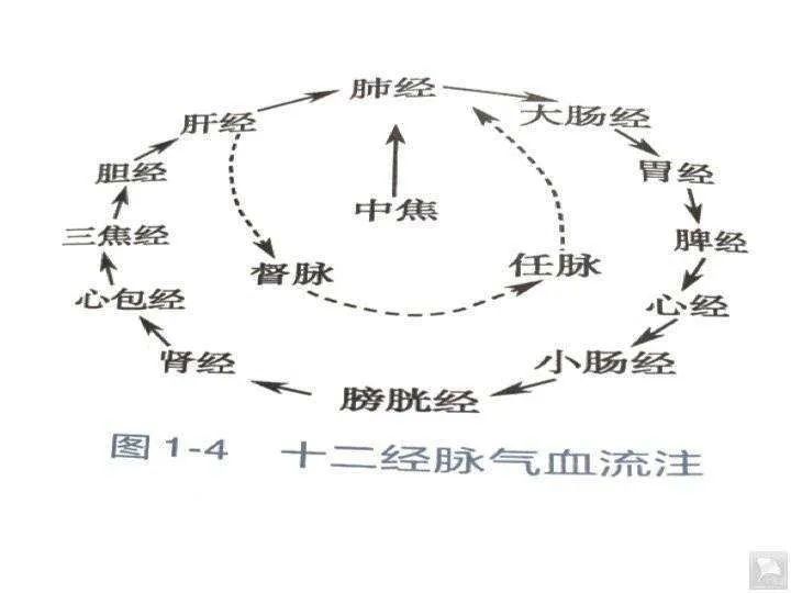另:还有一种十四经循行路线其他:失眠,胸闷气短,腰痛消化系统:胃痛