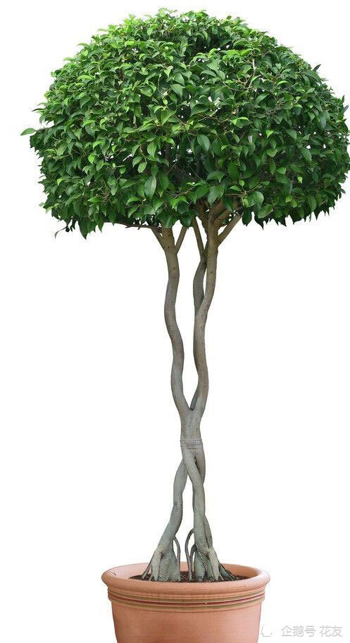 垂叶榕的养护八要点遵循习性好养活