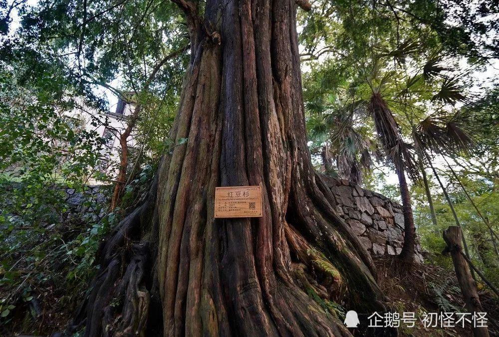 巴山大峡谷红豆杉栈道图片