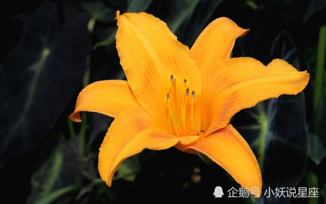 12月23日星座运势 攻守俱佳 奋起直追的四大星座 星座运势 星座 巨蟹座 射手座 白羊座 双鱼座