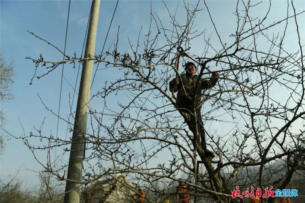 和政縣:啤特果樹枝修剪忙