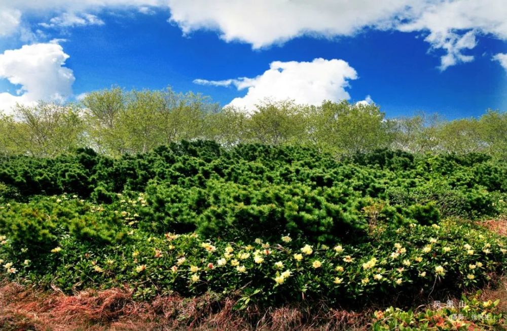 柳蒿芽,老牛銼,小山岡上的山韭菜,白花菜,山菠菜,山茄子,小葉芹,大葉