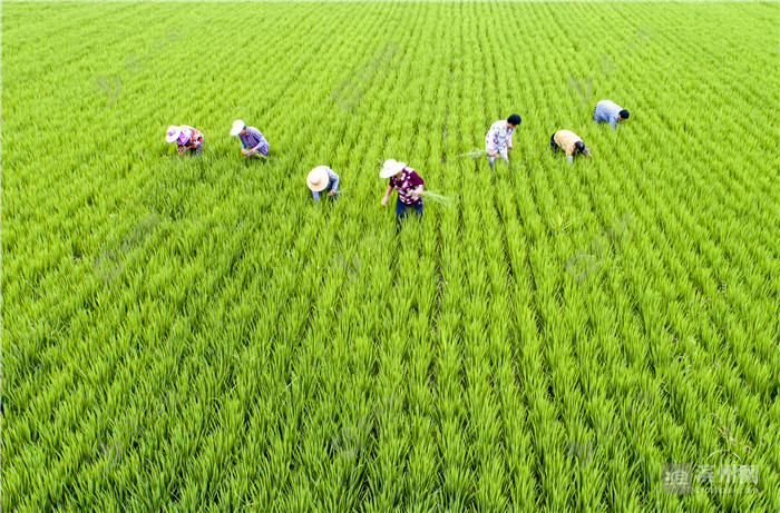 7月26日下午,博兴县乔庄镇谭家村的农民在稻田中拔草.