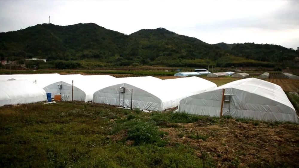 大力推進羅帷村蔬菜基地項目,大良黑皮雞樅菌大棚種植,小龍蝦基地等