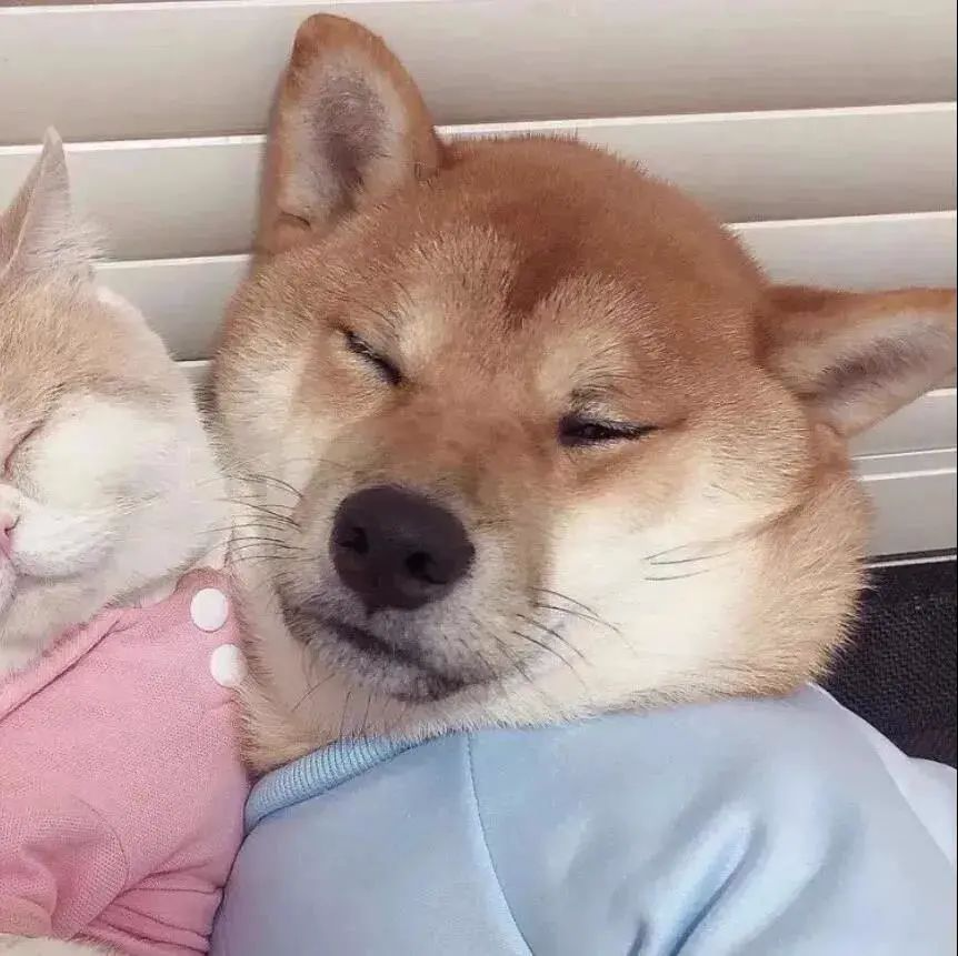 超萌宠物头像|情侣头像_腾讯新闻