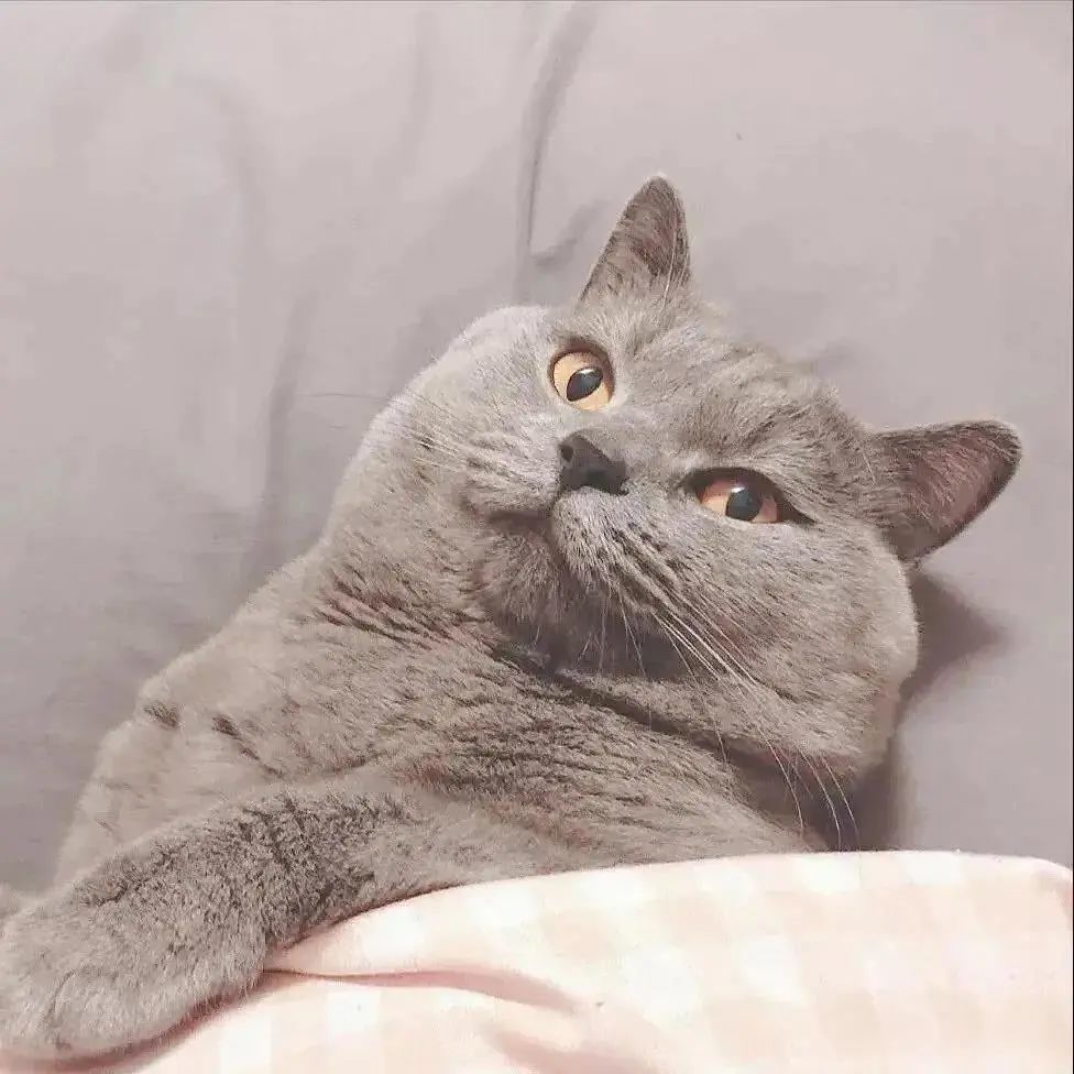 超萌宠物头像|情侣头像_腾讯新闻