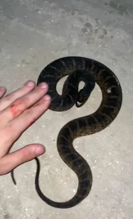 故意演示被蛇咬,这小哥想红想疯了吧_腾讯新闻