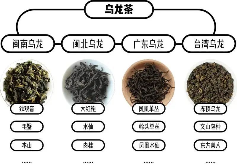 閩南閩北廣東臺灣烏龍茶大集合讓你一次喝個夠