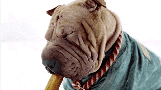 狗子脸上褶子太深,主人花7万做拉皮手术,这些褶皱里其实很"脏"!