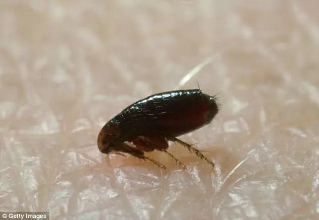 老鼠可能背了600年的黑锅,黑死病真正元凶或是人类自己