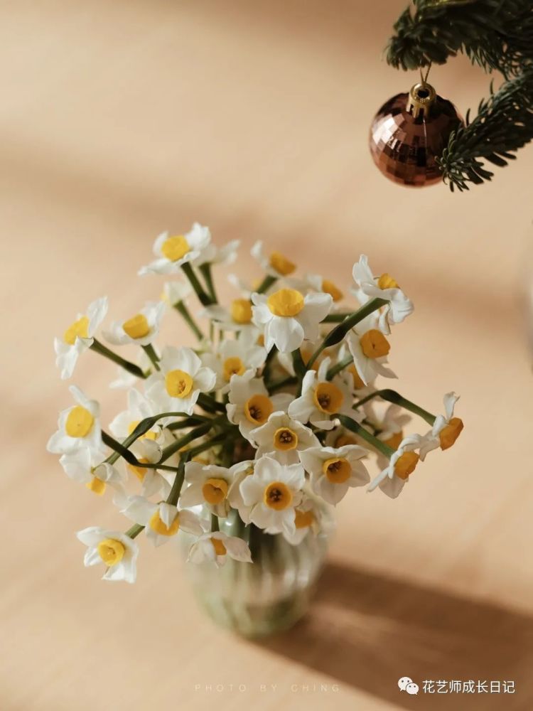 每日一花 冬日暖色调 水仙切花带来的惊喜 腾讯新闻