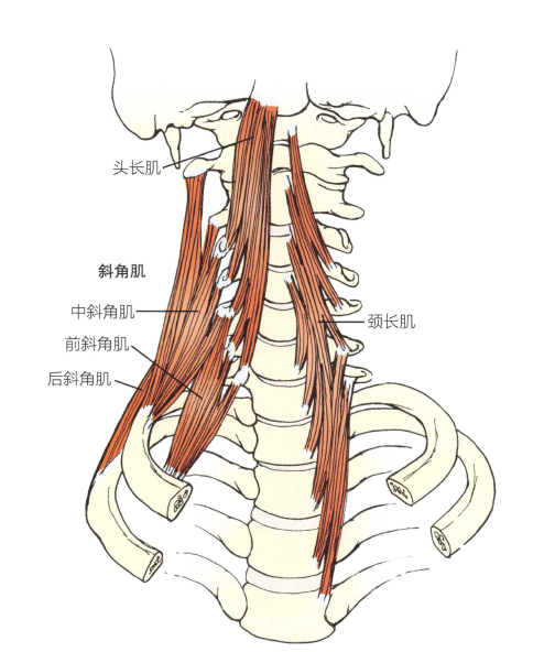 頸椎前部最深層的肌肉稱為椎前肌功能障礙:這些肌肉往往在脊髓損傷後