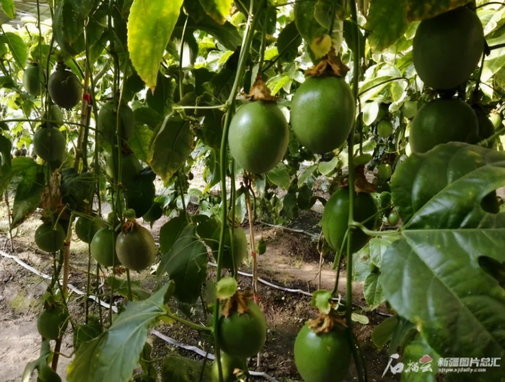 柏楊河村也因此成為烏市有名的南方水果採摘基地南方水果種植已經成為