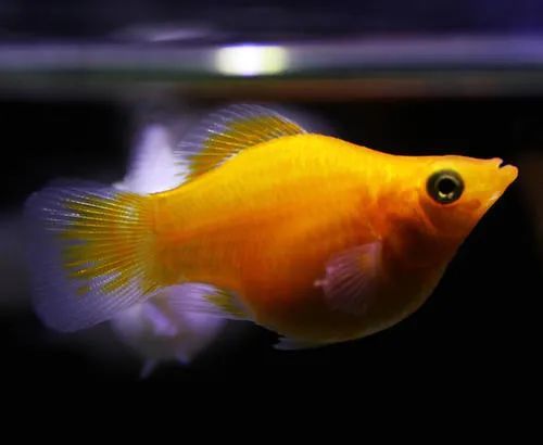 玛丽鱼能除藻 除油膜吗 腾讯新闻