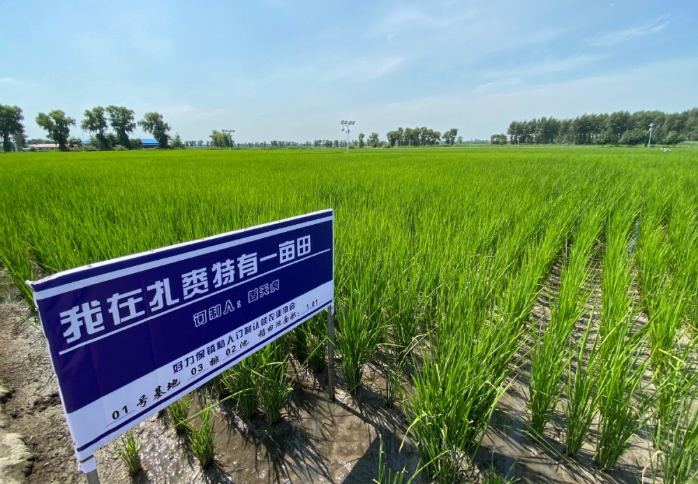 我在扎赉特有一亩田推进北京市场