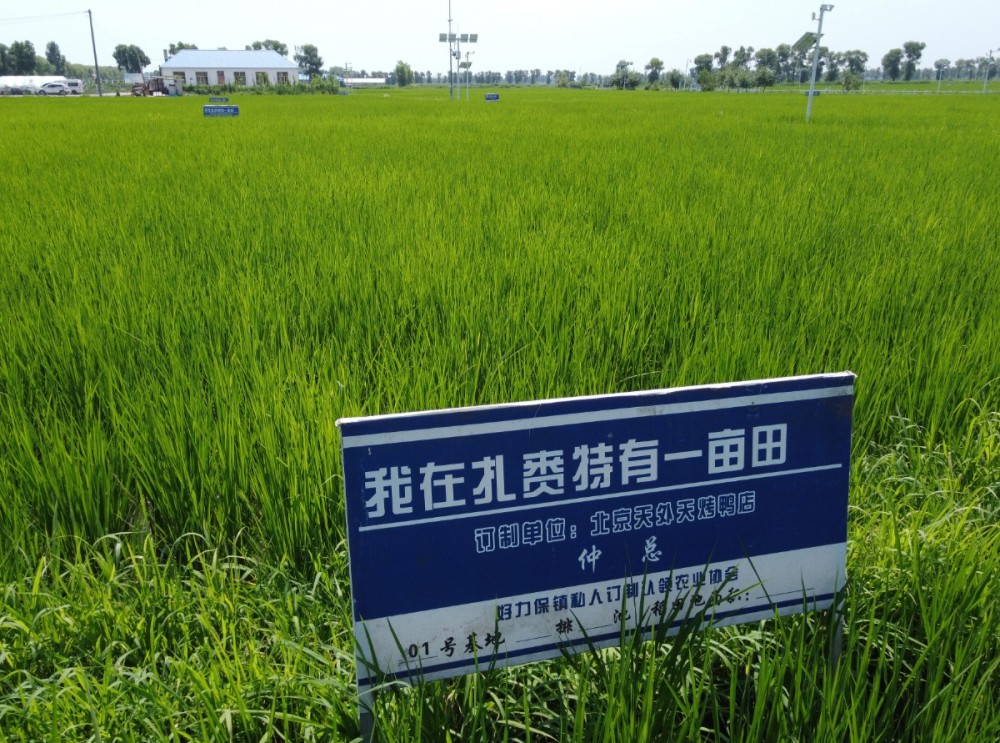 我在扎赉特有一亩田推进北京市场