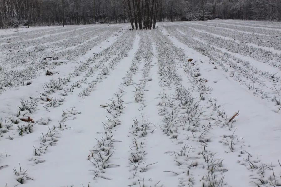 一场大雪(外一首)