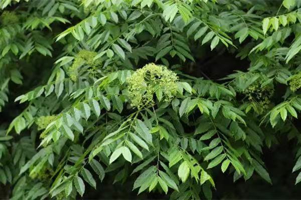 四川首次發現國家重點保護野生植物傘花木群落