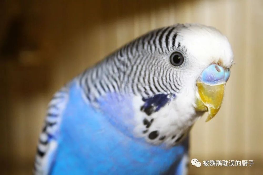 家裡養虎皮鸚鵡怎麼才能繁殖看完你家鸚鵡就下蛋了