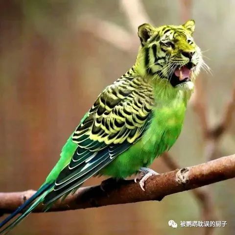 家里养的一对鹦鹉怎么才能繁殖看完你家鹦鹉就下蛋了