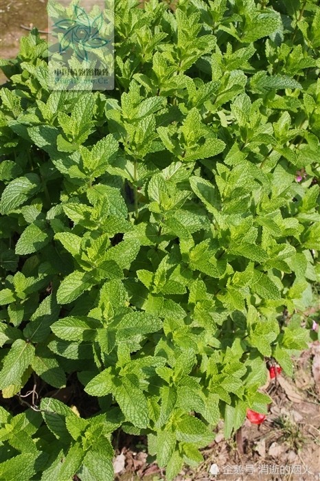 一天学一中药之,薄荷|荆芥|薄荷油|薄荷|风热|风寒感冒