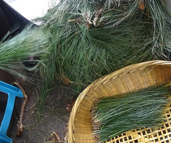 以前掉满山没人要,如今有人收购,一天采上百斤,很多人连树砍