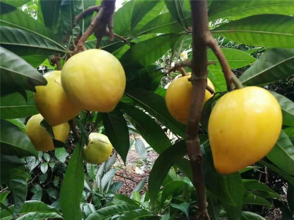 南方独有蛋黄果一斤13元常靠进口12月成熟很少人吃过