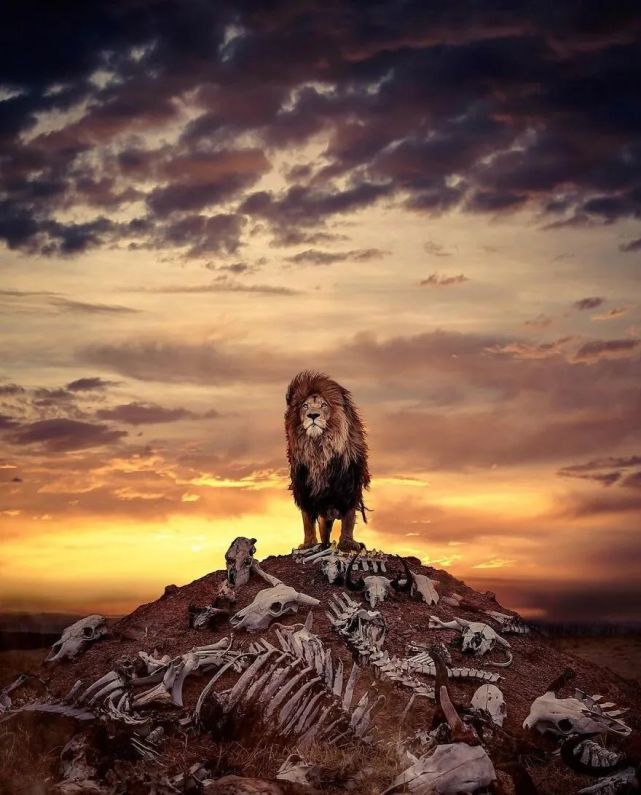 狮子摄影作品获奖图片