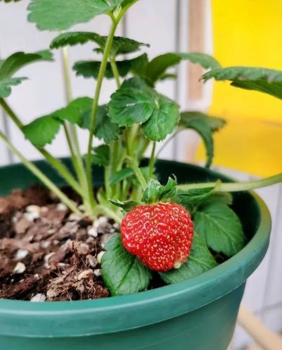 40一斤的草莓自己也能种种在花盆里60天结出大果子