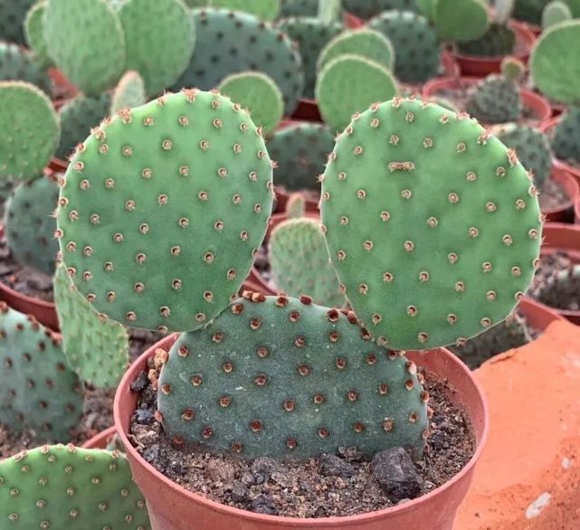 室内 室外养多肉 2种环境 想要肉肉状态好 露天养护最好 腾讯新闻