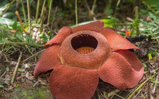 全球十大怪味植物