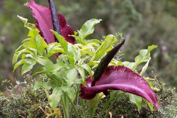 全球十大怪味植物 腾讯新闻