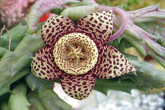 全球十大怪味植物 腾讯新闻