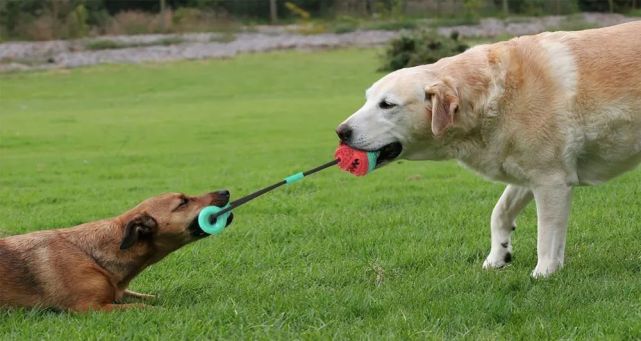 拔河拉扯游戏非常适合与好动的边牧玩耍
