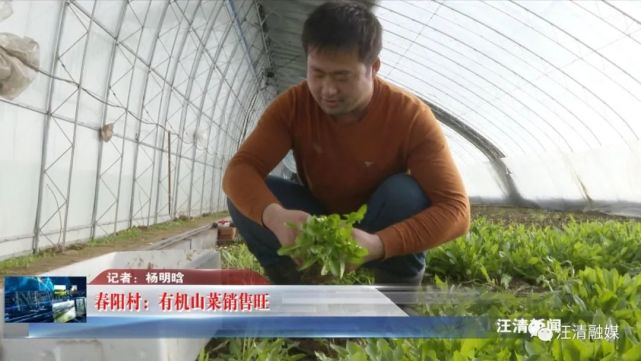 春阳村 有机山菜销售旺 春阳村 山野菜 刺嫩芽 大棚 合作社 绿森