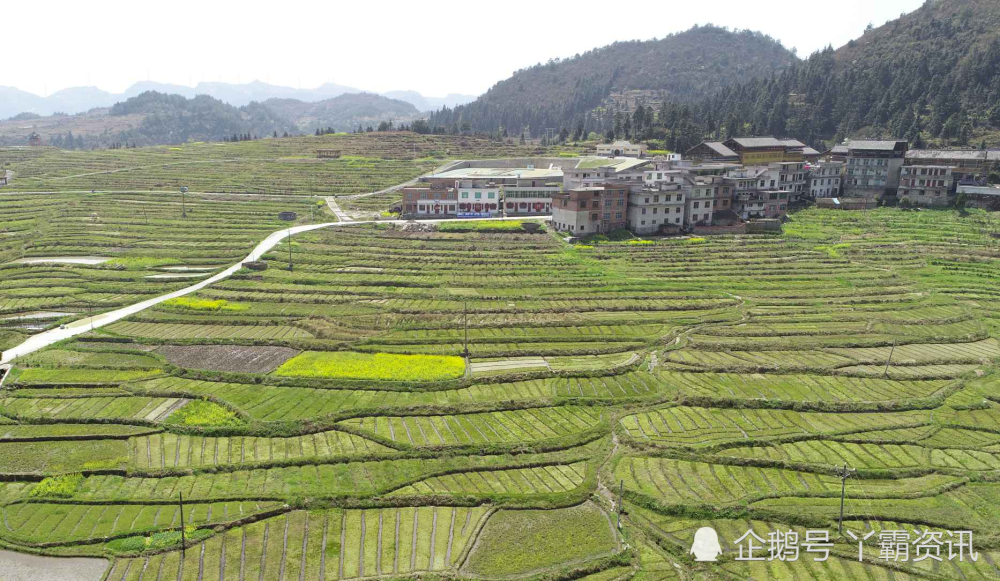 獨山縣影山鎮紫林山村海苔產業初具規模產業興,更要村莊美.