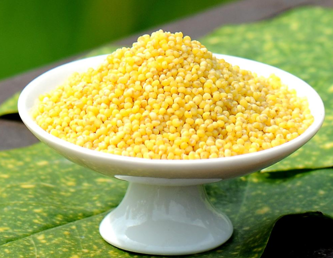 粟黍粟种植最古老半坡先民早知晓