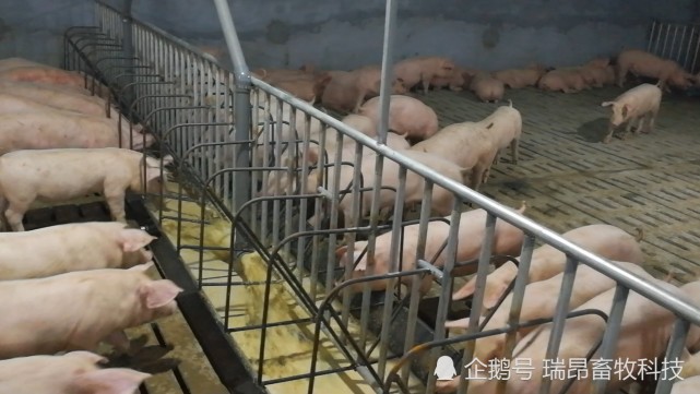 猪场用水节约可以达到30%,环保型猪场怎么做的?|猪场|猪舍|养殖户